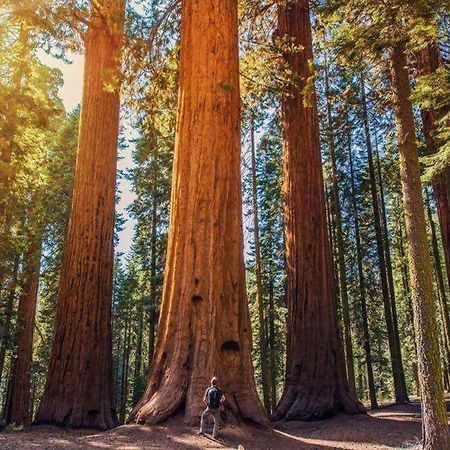 The Sequoia Hut! Villa Три Ривърс Екстериор снимка